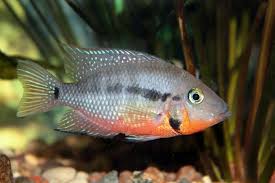 Firemouth Cichlid Care Guide Are You Ready For This Fiery