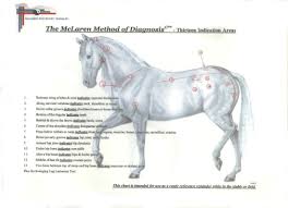 Equineacupuncture Ivor Young Equine Services