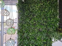 Wall Plants For Offices Plantcare