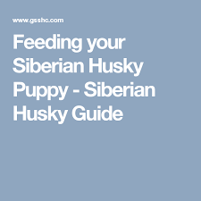 Feeding Your Siberian Husky Puppy Siberian Husky Guide