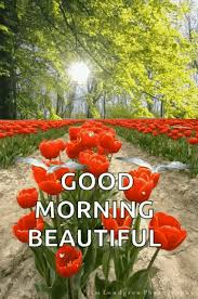 good morning beautiful flowers gif