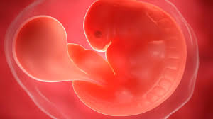 5 die ersten symptome der schwangerschaft Schwangerschaftskalender Entwicklung Von Der 1 Bis 40 Ssw