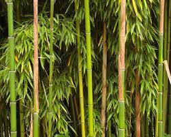 Cultivation And Uses Of Bamboo In China