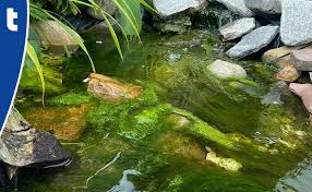 floating algae in the pond