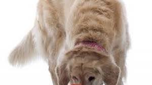Learn about the symptoms of bone cancer in dogs. Arthritis And The Aging Dog Dogtime