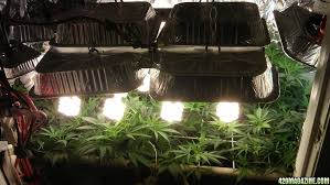 They are also compatible with a wide range of growing systems including modular flood and drain, dripper irrigation, nft, bubble buckets / dwc. Diy Custom Cfl Growlight Page 2 420 Magazine