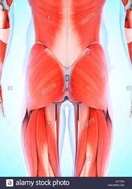 Anatomy Of Human Buttocks Stock Photos Anatomy Of Human