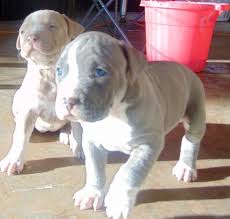 Below are our newest added pups available for adoption in texas. Staffordshire Bull Terrier Puppy For Sale 47623 Staffordshire Bull Terrier Puppies Bull Terrier Puppy American Staffordshire Terrier Puppies