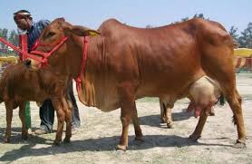 Sahiwal Cow With High Milk Fat Content