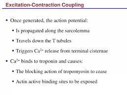 ppt excitation contraction coupling