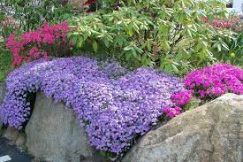 garden with a blanket of phlox