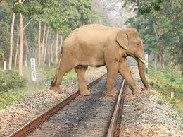 saving elephants from train accidents