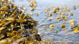 Mucho antes de la fiebre del oro, el oeste americano vio una "fiebre de las algas"