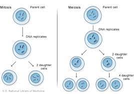 how do cells divide medlineplus genetics