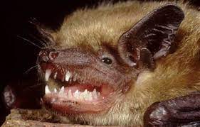 bats host more than 60 human infecting