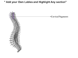 0514 Spinal Cord Lateral View Medical Images For Powerpoint