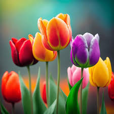 tulips wallpaper images free