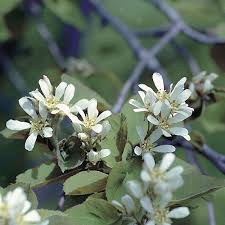 Scents are a very personal thing, so while we can all agree to label a plant as aromatic, each of us have to decide if a particular fragrance is the right one for us. Flowering Trees Of Canada Canada S Local Gardener Magazine