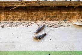 how to get rid of silverfish what