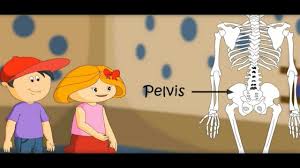 The abdomen may be palpated to feel for an enlarged liver. The Skeletal System Skeleton Dance How Body Works With Quiz On Bones Youtube