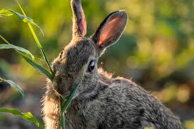 13 flowering plants rabbits will leave