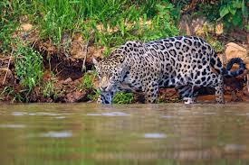 Fast genau im herzen des südamerikanischen kontinents erstreckt sich eines der artenreichsten biotope der welt, das pantanal. Pantanal Nationalpark Geheimnisvolles Unentdecktes Schwemmland