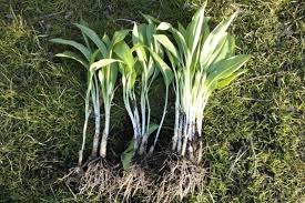 controlling wild garlic countrylife blog