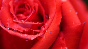 Red Rose Flower Wallpaper For Mobile
