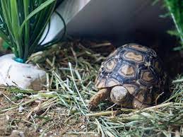 Best Tortoise Beddings And Substrates