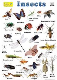 Insects English Large Chart Kindergarten Art Lessons