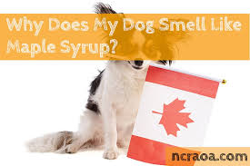 why urine smells like maple syrup