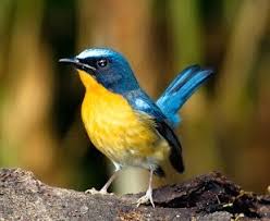 Namun, perawakan burung decu jauh lebih mungil karena panjangnya hanya sekitar 13 cm. Mengetahui Perbedaan Fisik Burung Tledekan Gunung Dan Bakau Yang Akurat Kicau Mania