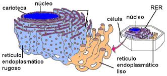 sistema de membranas