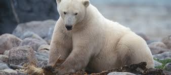 Diet And Eating Habits Polar Bears International