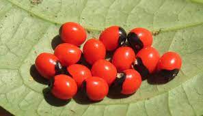 Ratti Seeds | Ratti Seeds Benefits | Use Of Rosary Pea | Gunja Seeds |