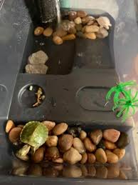 See more ideas about turtle tank, turtle, turtle habitat. Just 15 Things To Make Your Pet Turtle Happy