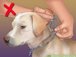 How To Use A Prong Collar On Dogs 9 Steps With Pictures