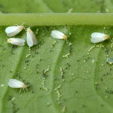 how to identify and control whiteflies