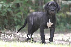 Beautiful akc registered great dane puppies for sale in texas! Great Dane Puppies For Sale In Texas Petswall