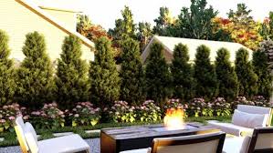 Privacy Landscaping Arborvitae Hedge