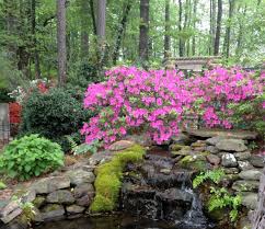 Just because your neighbors butcher their crepe myrtles doesn't mean you should too. How To Grow Azaleas In Arkansas The Good Earth Garden Center