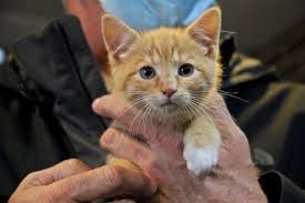 Kittens for adoption with cats protection. N J Recycling Plant Worker Saves 3 Kittens Stuffed In Backpack Whyy
