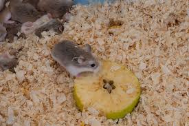 how much do hamsters eat feeding