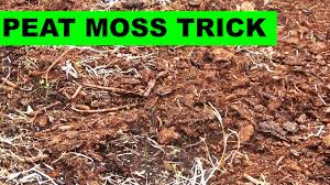 why i use peat moss in a renovation