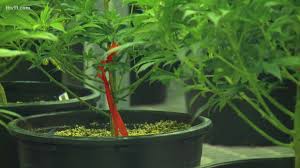 It would only be valid in oklahoma and would have to be signed by an oklahoma doctor. Oklahoma To Allow Out Of State Residents To Apply For Temporary Medical Marijuana Licenses Thv11 Com