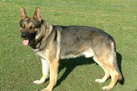 Sable German Shepherds Everything You Need To Know