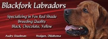 Please contact us for more information. Fox Red Labradors Red Labs Blackfork Breeder Oklahoma Puppies Fox Red Labrador Retrievers