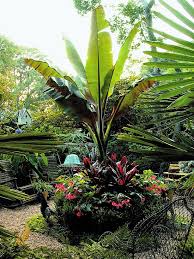 Heat Tolerant Plants Tropical Garden