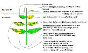 Deficiency Diagram For Aquatic Plants By Zapins Via Flickr