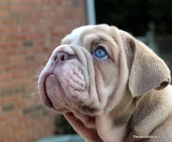 Find english bulldogs puppies & dogs for sale uk at the uk's largest independent free classifieds site. English Bulldogs For Sale Ohio